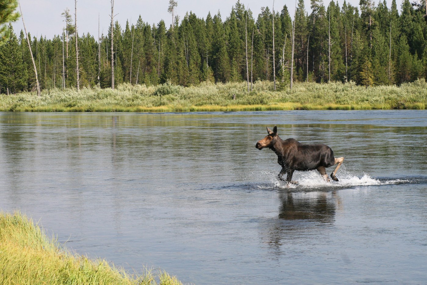 Things to do in Island Park Idaho — wildlife and trails
