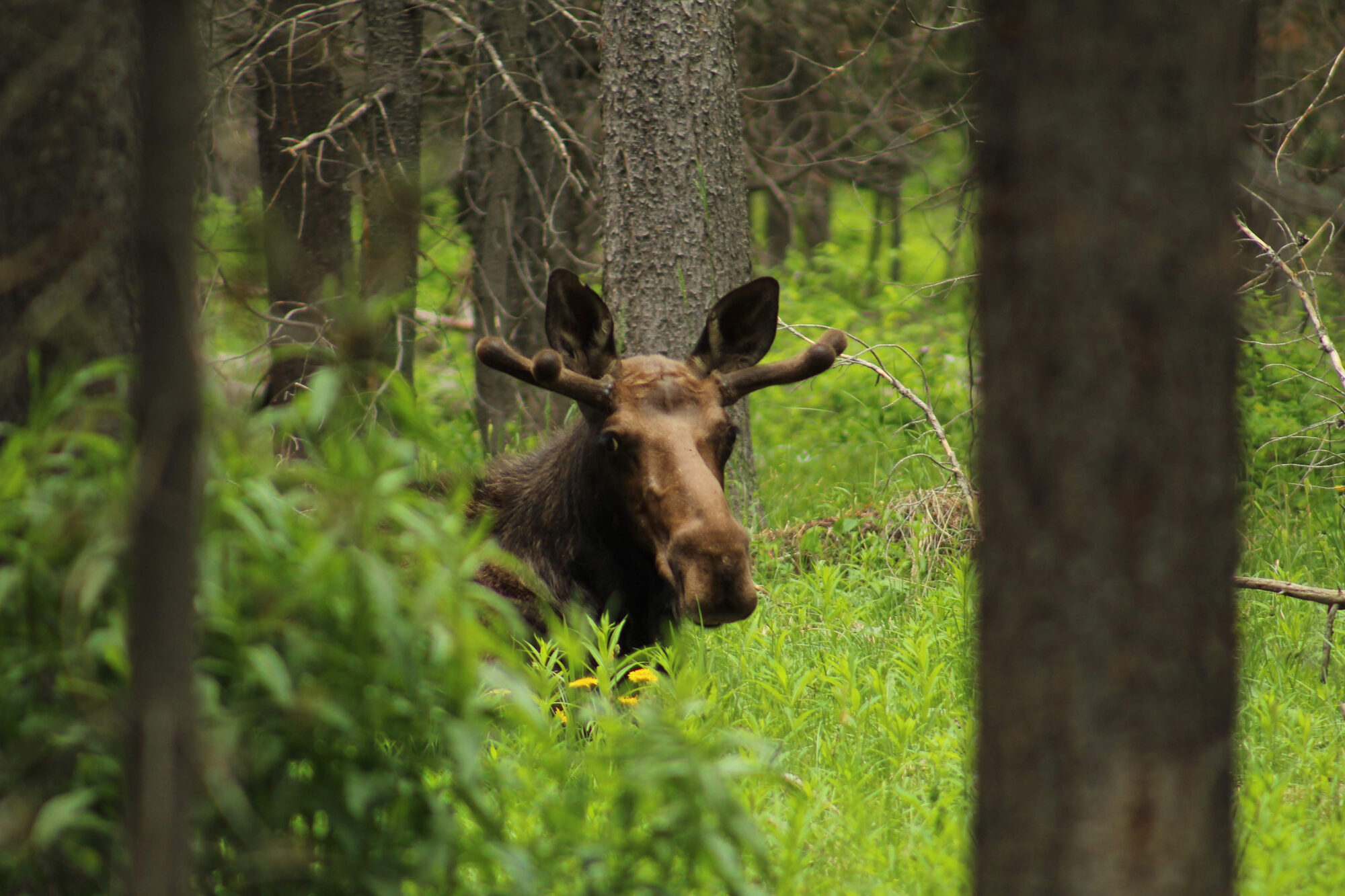 Moose grazing — common <a href=