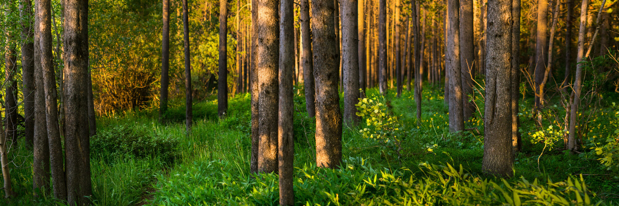 Summer pines and blue skies in <a href=