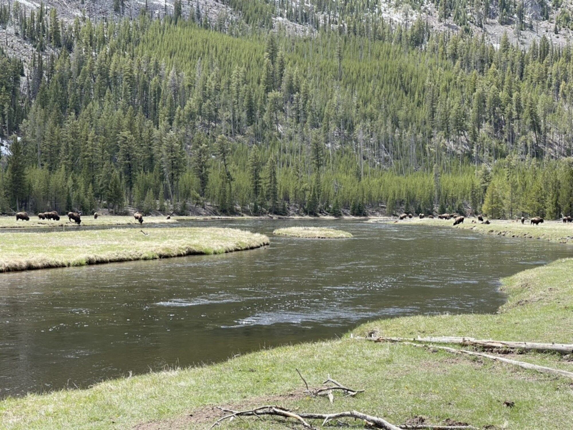 Spring meadow in Yellowstone country — green-up season in <a href=